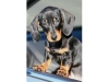 Miniature-Dachshund-Puppy-8-weeks-old-Smooth-haired-